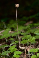 Hydrocotyle elongata