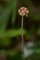 Hydrocotyle elongata