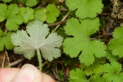 Hydrocotyle elongata