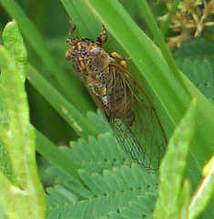 Cicadettana