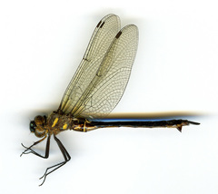 Somatochlora elongata