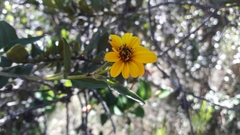 Bidens rubifolia