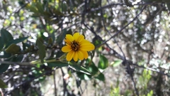 Bidens rubifolia
