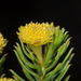Baccharis aliena - Photo (c) aacocucci, some rights reserved (CC BY-NC), uploaded by aacocucci