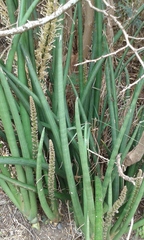Sansevieria cylindrica