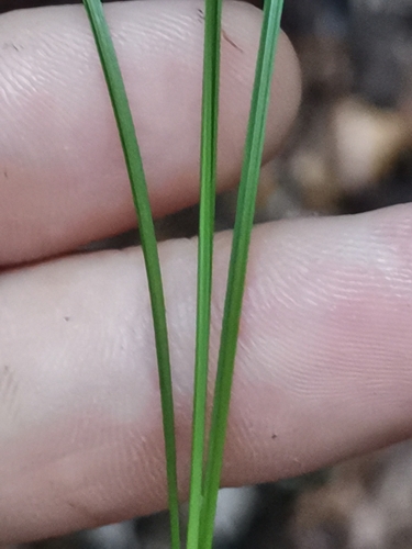 Image of Carex brachystachys by (c) Ljaž, some rights reserved (CC BY)