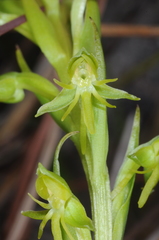 Habenaria bractescens
