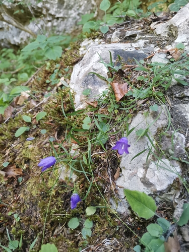 Campanula justiniana, photograph 2