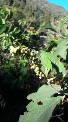 Varronia cylindrostachya