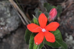Oxypetalum coccineum