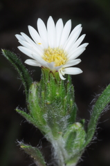 Noticastrum diffusum