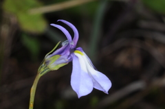 Lobelia nana