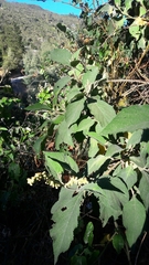 Varronia cylindrostachya