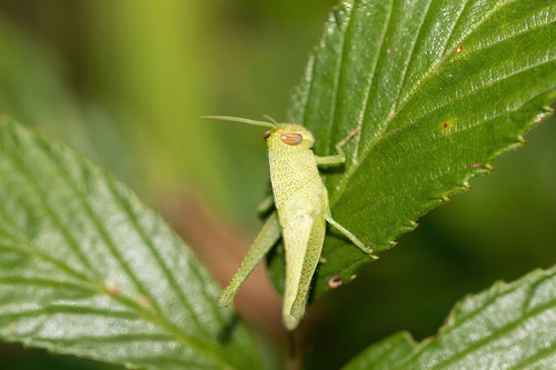 Mischievous Bird Grasshopper photo 3