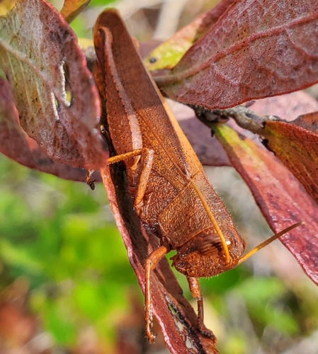 Mischievous Bird Grasshopper photo 5