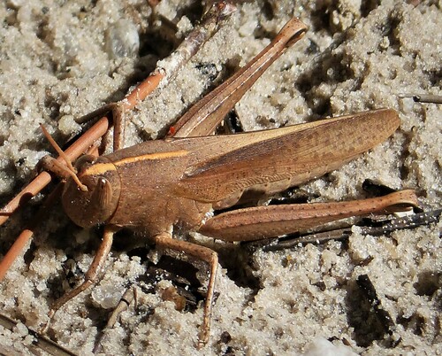 Mischievous Bird Grasshopper photo 6