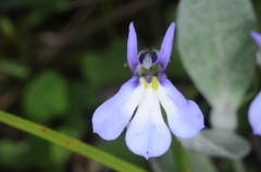 Lobelia nana