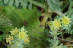 Alchemilla pinnata
