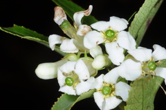 Escallonia cordobensis