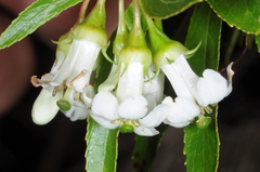 Escallonia cordobensis