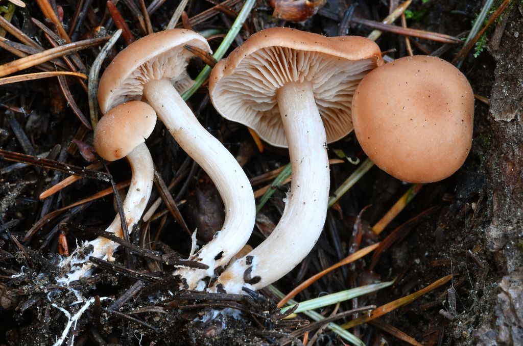 Rhodocybe hondensis