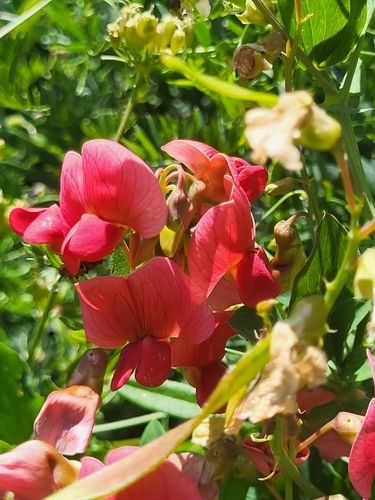 Image of Lathyrus rotundifolius by (c) Jacek Pietruszewski, some rights reserved (CC BY)