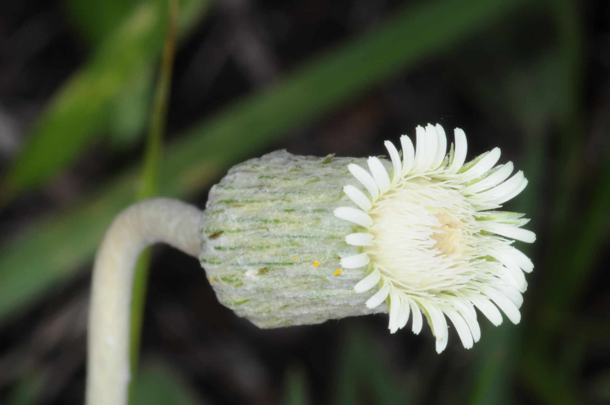 Chaptalia nutans