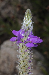 Dalea elegans