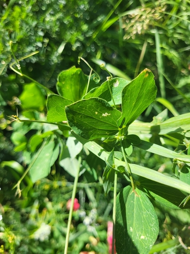 Image of Lathyrus rotundifolius by (c) Jacek Pietruszewski, some rights reserved (CC BY)