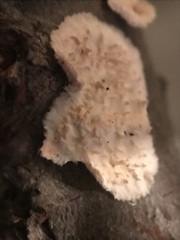 Fungi