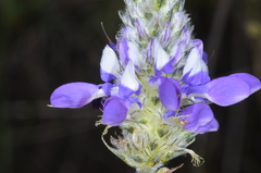 Dalea elegans
