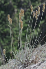 Plantago brasiliensis