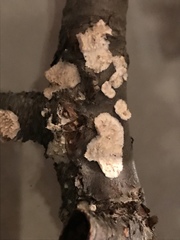 Fungi