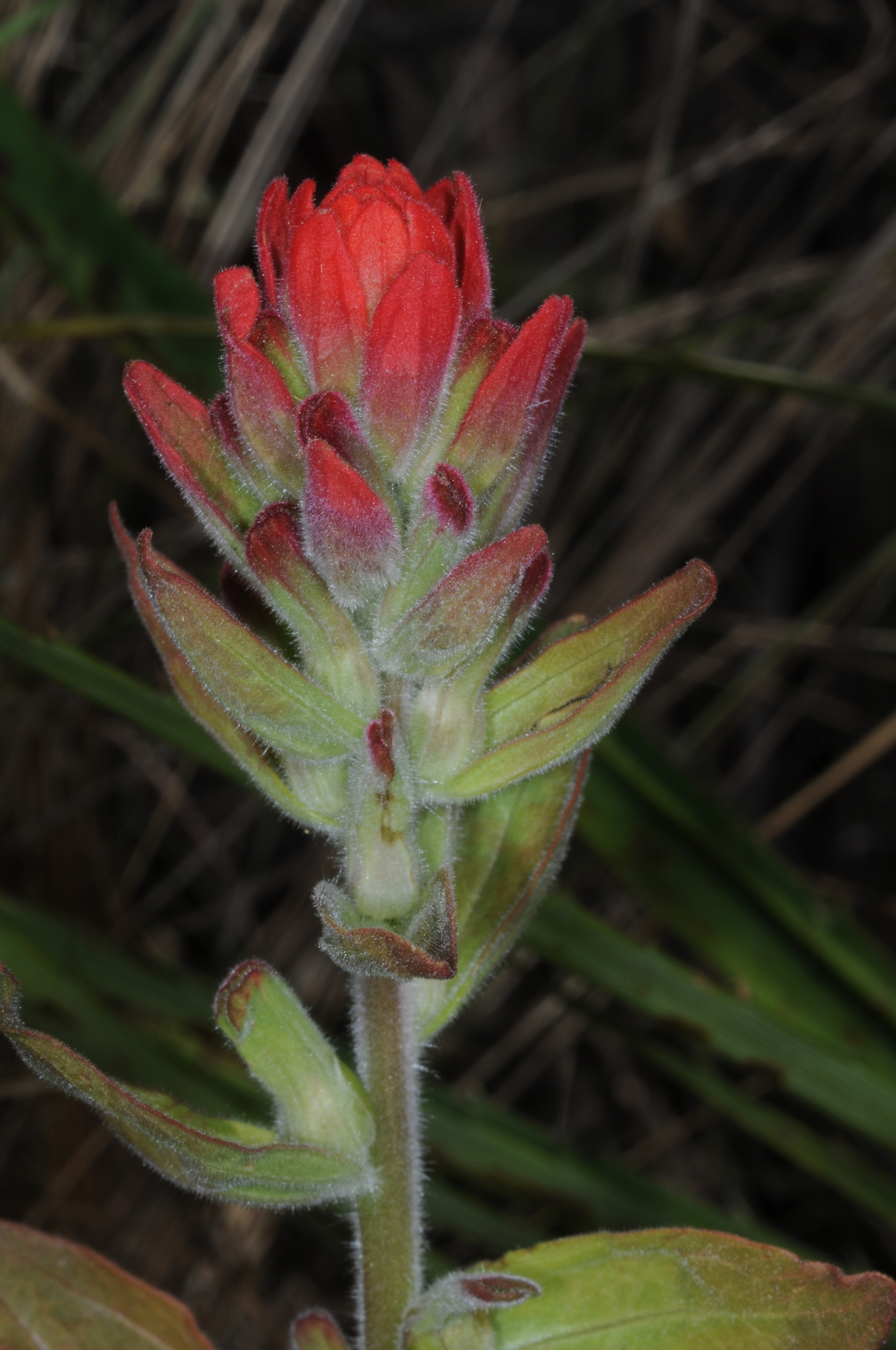 Castilleja arvensis