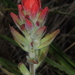 Castilleja arvensis pastorei - Photo (c) aacocucci, some rights reserved (CC BY-NC), uploaded by aacocucci