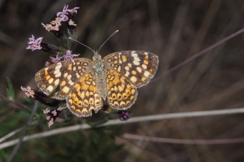 Phystis simois