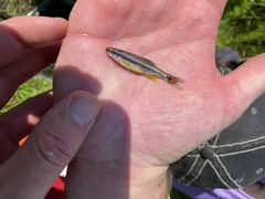 Bluehead Shiner photo 2