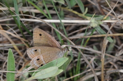 Stegosatyrus periphas