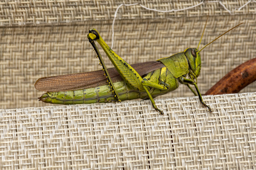 Obscure Bird Grasshopper