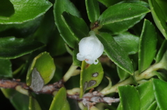 Gaultheria poeppigii