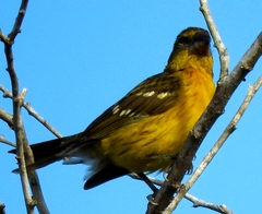 Pheucticus chrysopeplus