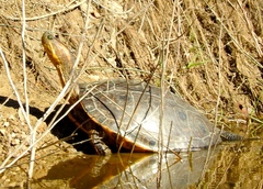 Trachemys ornata