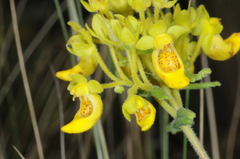 Calceolaria teucrioides