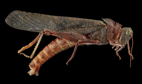 Carolina Grasshopper photo 4