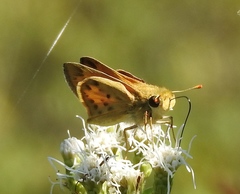 Hylephila phyleus phyleus