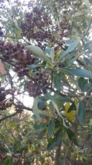 Escallonia paniculata