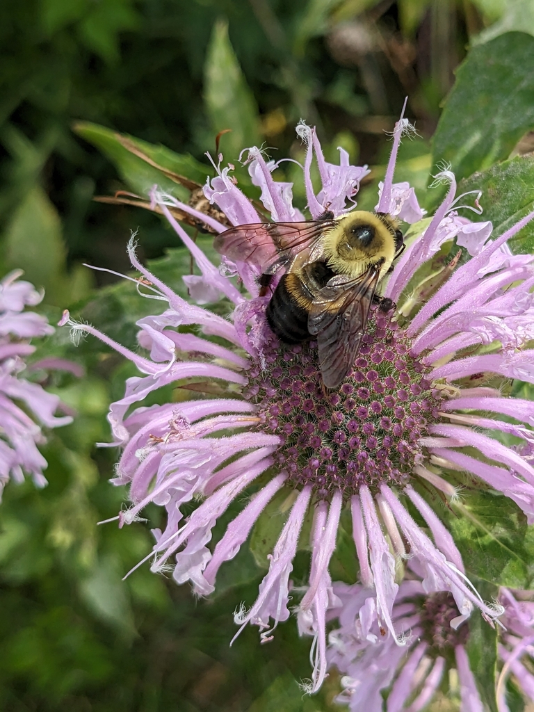 Brown-belted Bumble Bee in July 2023 by Colleen Burgess Crank. Sbee ...