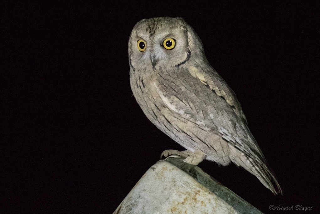 Pallid Scops-Owl photo