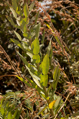 Image of Droogmansia pteropus