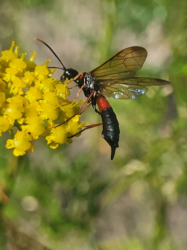Stiebiniai pjūkleliai nuotrauka